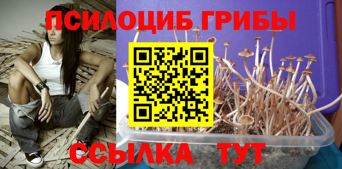 Псилоцибиновые грибы MAGIC MUSHROOMS  Псилоцибиновые грибы Psilocybine cubensis  как найти   Вход с VPN  Ипатово 